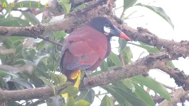 Psarocolius montezuma