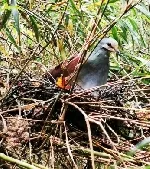 Zentrygon costaricensis