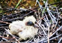 Zentrygon costaricensis