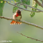 Selasphorus scintilla