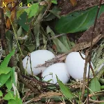 Penelope purpurascens