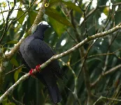 Patagioenas leucocephala