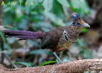 Neomorphus geoffroyi