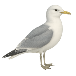 Gaviota tridáctila
