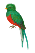 Pharomachrus mocinno