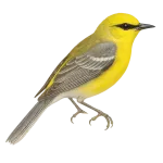 Vermivora cyanoptera