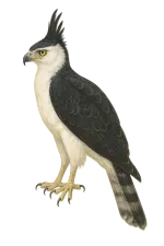 Spizaetus melanoleucus