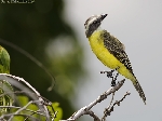 Myiozetetes similis