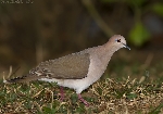 Leptotila verreauxi