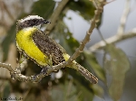 Myiozetetes similis
