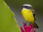Myiozetetes similis