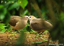 Leptotila verreauxi
