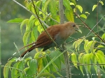 Piaya cayana