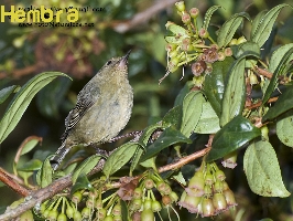 Acanthidops bairdi