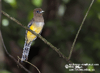 Trogon caligatus