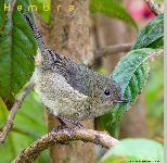 Diglossa plumbea