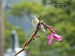 Oreothlypis peregrina