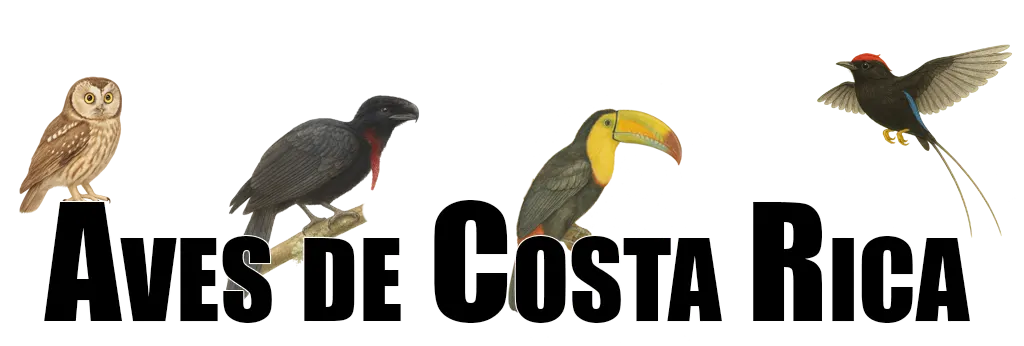 Aves de Costa Rica